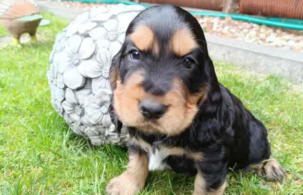 Szczeniaczki Cocker Spaniel Angielski 2