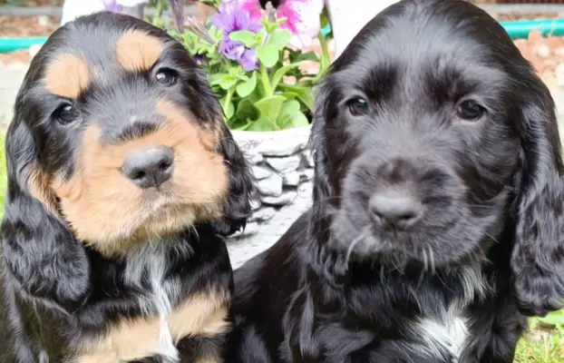 Szczeniaczki Cocker Spaniel Angielski 3