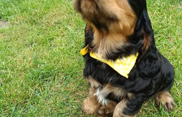 Szczeniaczki Cocker Spaniel Angielski 7