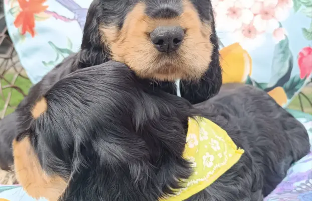 Szczeniaczki Cocker Spaniel Angielski 4