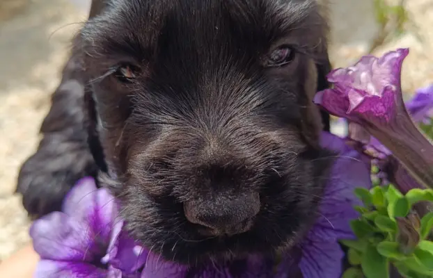 Szczeniaczki Cocker Spaniel Angielski 8