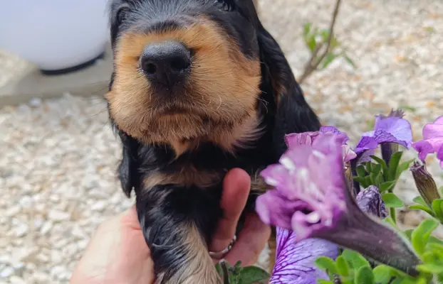 Szczeniaczki Cocker Spaniel Angielski 6