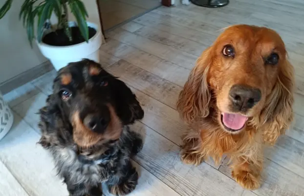 Szczeniaczki Cocker Spaniel Angielski 9