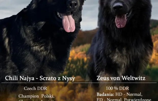Owczarek Staroniemiecki 2