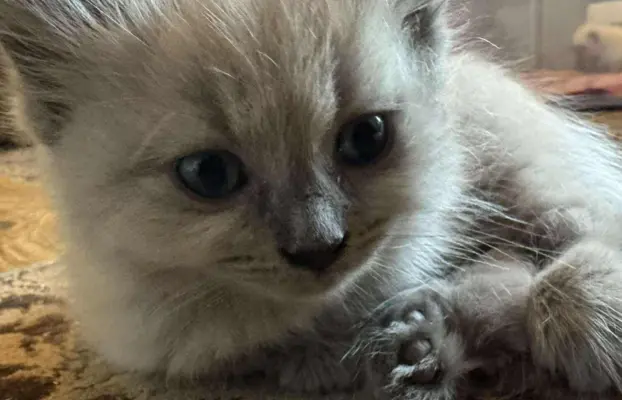 Kocurek blue mink Ragdoll Cherubim  odbiór połowa lipca 2