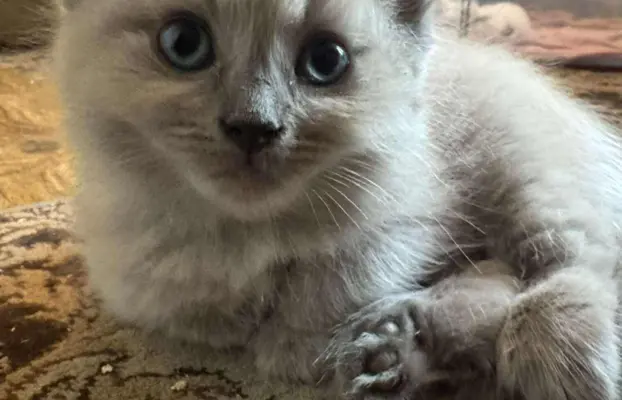 Kocurek blue mink Ragdoll Cherubim  odbiór połowa lipca 3