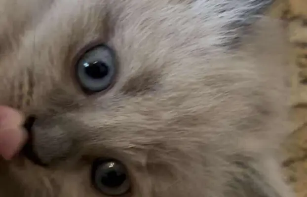 Kocurek blue mink Ragdoll Cherubim  odbiór połowa lipca 4