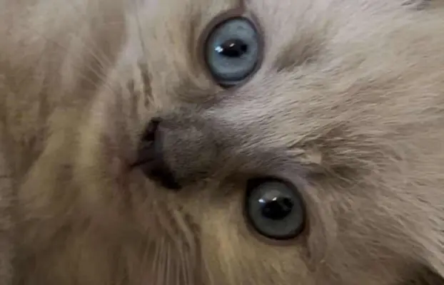 Kocurek blue mink Ragdoll Cherubim  odbiór połowa lipca 1