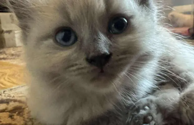 Kocurek blue mink Ragdoll Cherubim  odbiór połowa lipca 5