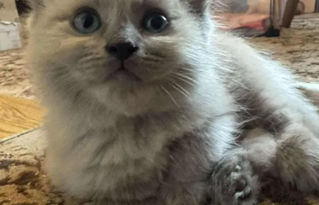 Kocurek blue mink Ragdoll Cherubim  odbiór połowa lipca 6