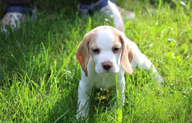 Beagle szczeniaczki po Championie Polski ZKwP (FCI) 5