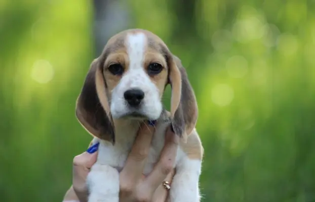 Beagle szczeniaczki po Championie Polski ZKwP (FCI) 1