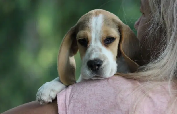 Beagle szczeniaczki po Championie Polski ZKwP (FCI) 2