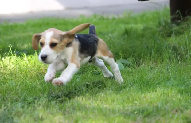 Beagle szczeniaczki po Championie Polski ZKwP (FCI) 4