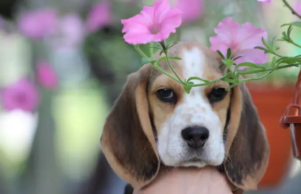 Beagle szczeniaczki po Championie Polski ZKwP (FCI) 3