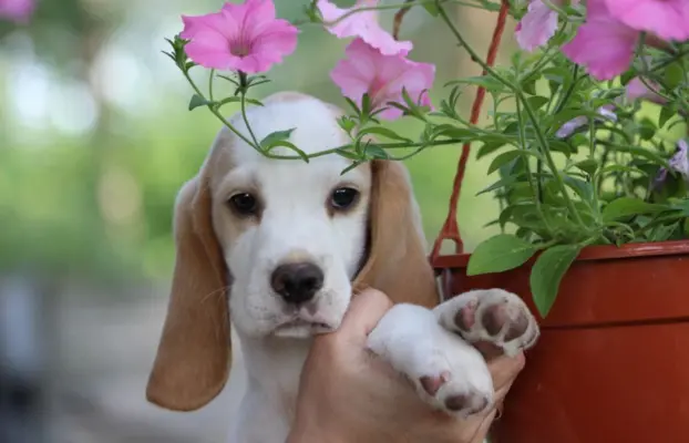 Beagle szczeniaczki po Championie Polski ZKwP (FCI) 6