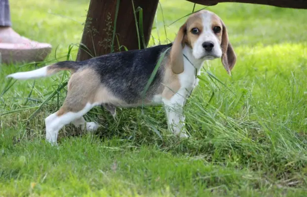 Beagle szczeniaczki po Championie Polski ZKwP (FCI) 7