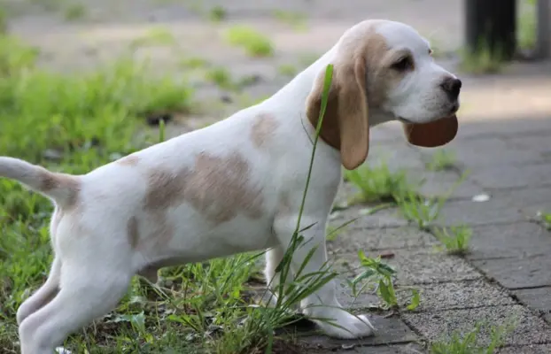 Beagle szczeniaczki po Championie Polski ZKwP (FCI) 8