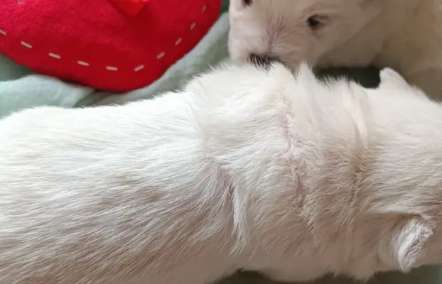 Wybitne szczenięta West highland white terrier FCI 3