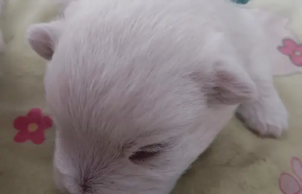 Wybitne szczenięta West highland white terrier FCI 4