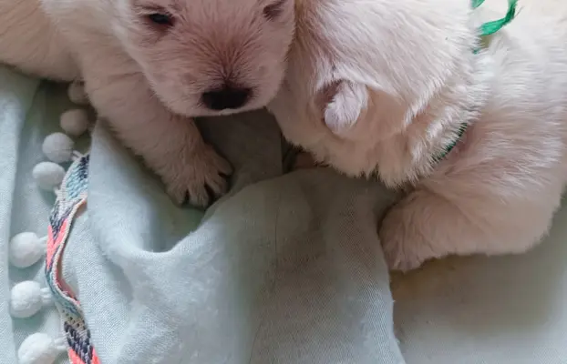 Wybitne szczenięta West highland white terrier FCI 7
