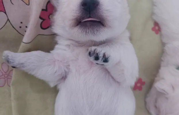 Wybitne szczenięta West highland white terrier FCI 2