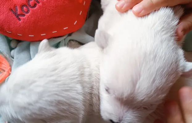 Wybitne szczenięta West highland white terrier FCI 1
