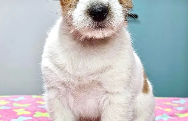 Jack Russell Terrier FCI ZKWP 1