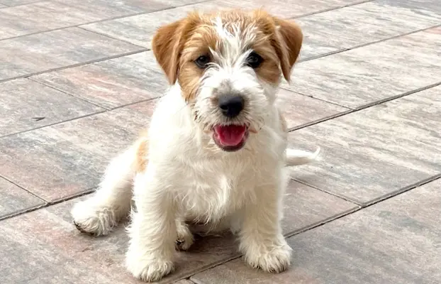 Jack Russell Terrier FCI ZKWP 2