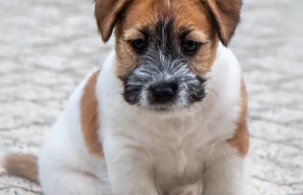 Jack Russell Terrier FCI ZKWP 3