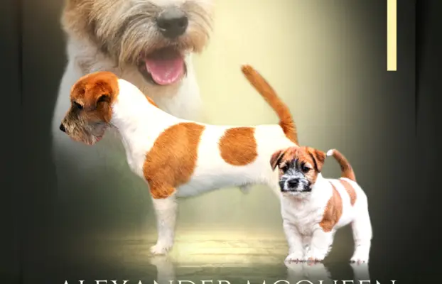 Jack Russell Terrier FCI ZKWP 4