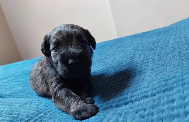 Szczeniaki szanucer miniaturowy pieprz i sól 4