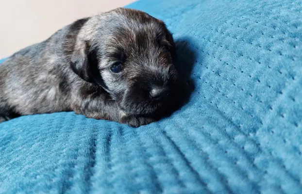 Szczeniaki szanucer miniaturowy pieprz i sól 5