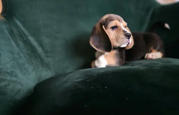 BEAGLE-szczeniaki z rodowodem ,mniejsze w typie 4