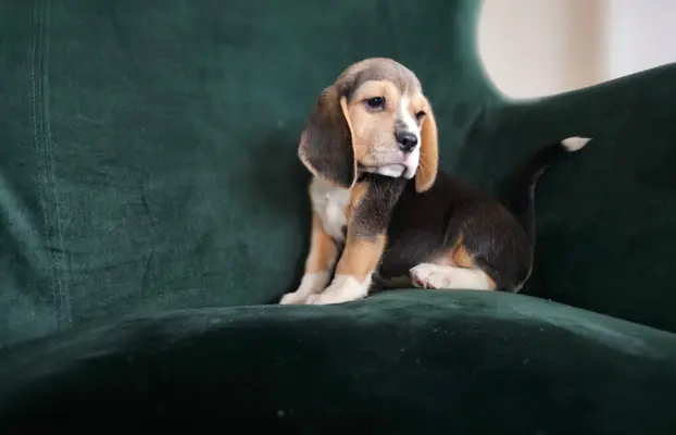 BEAGLE-szczeniaki z rodowodem ,mniejsze w typie 5