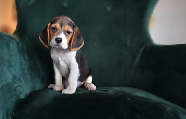 BEAGLE-szczeniaki z rodowodem ,mniejsze w typie 6