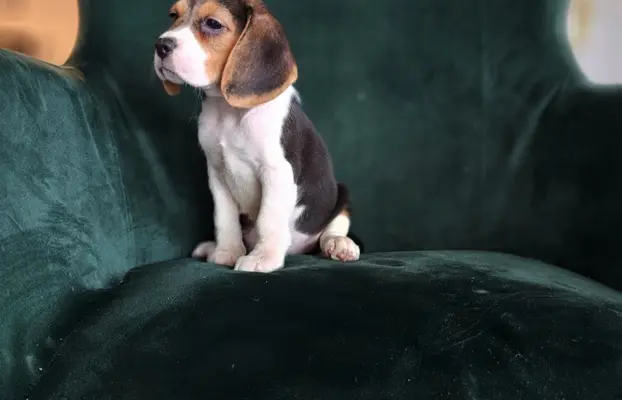 BEAGLE-szczeniaki z rodowodem ,mniejsze w typie 7