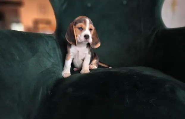 BEAGLE-szczeniaki z rodowodem ,mniejsze w typie 1