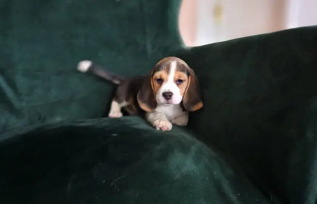 BEAGLE-szczeniaki z rodowodem ,mniejsze w typie 8