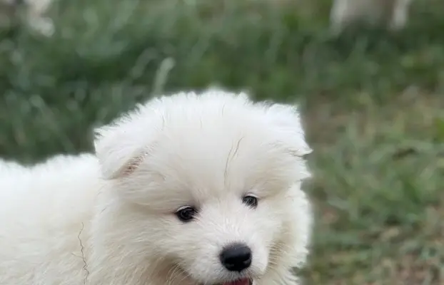Szczenię Samoyed 1