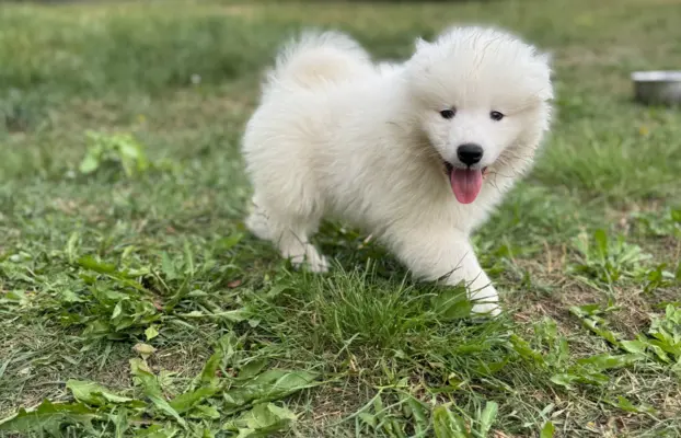 Szczenię Samoyed 2