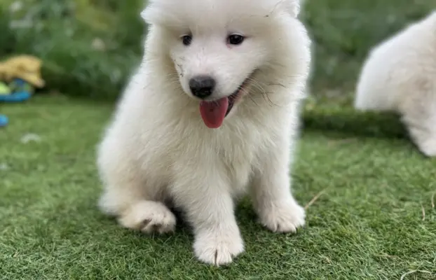 Szczenię Samoyed 3