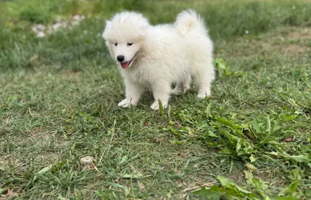 Szczenię Samoyed 4