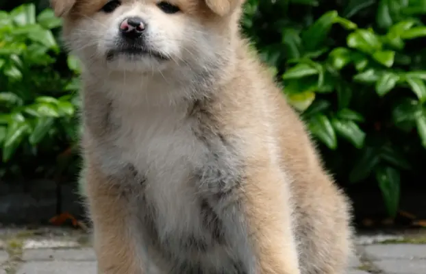 Akita Inu akita japońska szczenięta zkwp 2