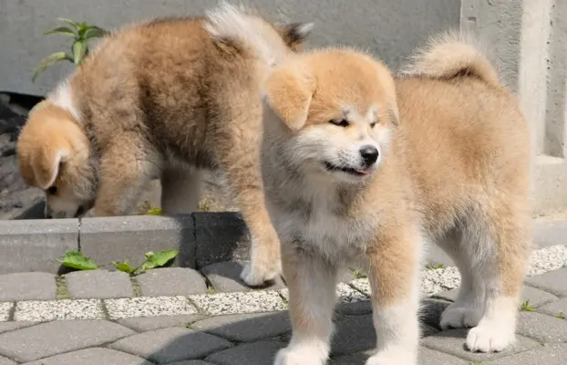 Akita Inu akita japońska szczenięta zkwp 3