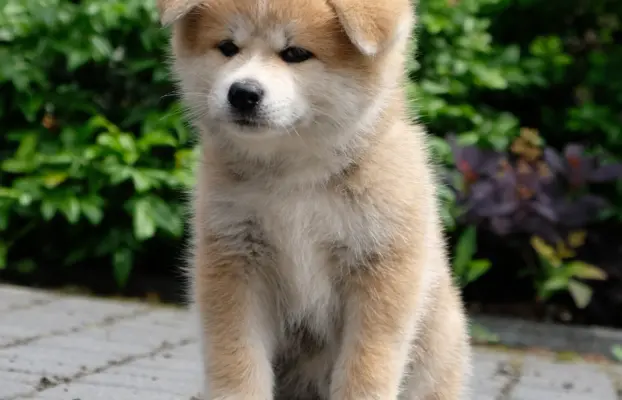 Akita Inu akita japońska szczenięta zkwp 4