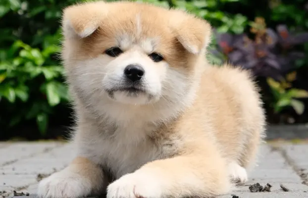 Akita Inu akita japońska szczenięta zkwp 5