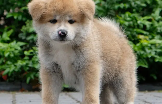 Akita Inu akita japońska szczenięta zkwp 6