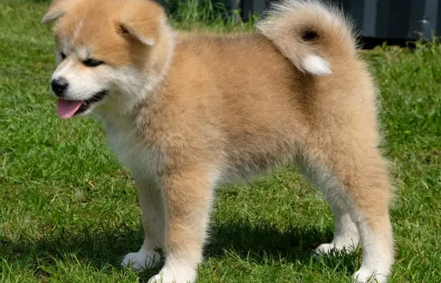 Akita Inu akita japońska szczenięta zkwp 7