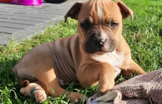 Amstaff śliczne i śilne szczeniaki 1